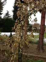 Kletttérrose.webp