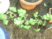 Erdbeeren.webp