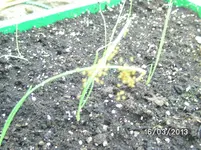 Spinnenbabys.webp