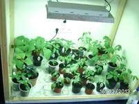 Growbox.webp