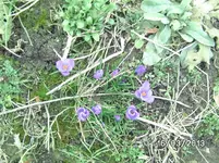 Krokusse.webp
