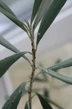 olive_1.webp