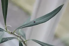 olive_2.webp