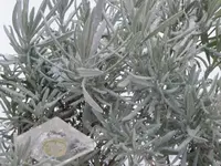 013.webp