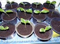 Zucchinis und Kürbisse 16.3.webp