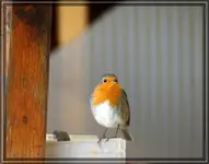 comp_DSC02227.webp