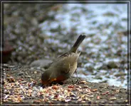 comp_DSC02229.webp