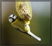 comp_DSC02240.webp