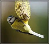 comp_DSC02243.webp