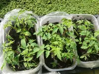 Tomaten_gross.webp