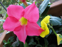 Diplandenia.webp