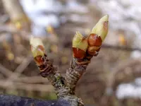 Knospen Joggelbeeren_2075.webp