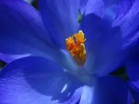 Krokusblüte.webp