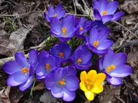 Frühling3.webp