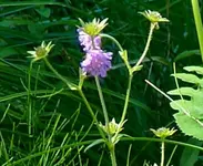 blume-lila.webp