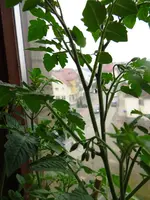 tomate0.webp