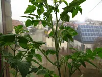 tomate1.webp