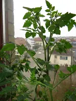 tomate2.webp