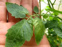 tomate3.webp