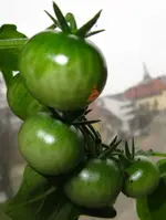 tomate5.webp