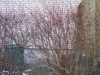 Berberitze.webp