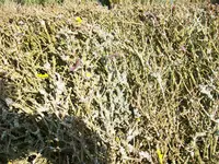 Kuba 2013 076.webp