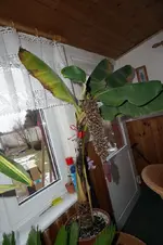 DSC03452a.webp