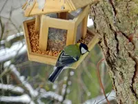 Kohlmeise_0002.webp