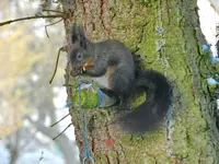 Eichhörnchen_0003.webp