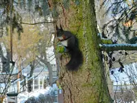 Eichhörnchen_0005.webp