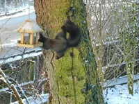 Eichhörnchen_0006.webp