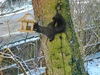 Eichhörnchen_0007.webp