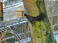 Eichhörnchen_0008.webp