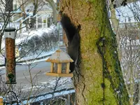 Eichhörnchen_0009.webp