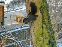 Eichhörnchen_0010.webp
