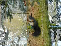 Eichhörnchen_0011.webp