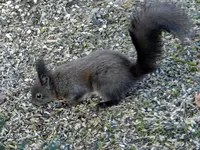 Eichhörnchen_0012.webp