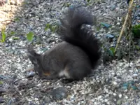 Eichhörnchen_0013.webp