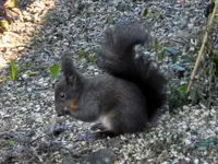 Eichhörnchen_0014.webp
