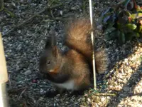 Eichhörnchen_0015.webp
