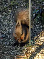 Eichhörnchen_0016.webp