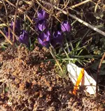 DSC03602 - 2013-03-17 - krokusse lila.webp