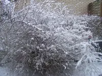 Schon wieder Schnee.18.3.2013.webp