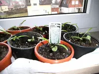 garten2013 015.webp