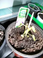 garten2013 020.jpg