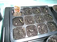 garten2013 021.webp