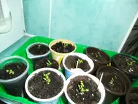 garten2013 022.JPG