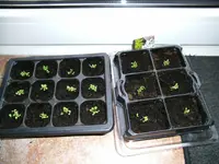 garten2013 024.webp