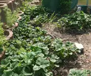 Mutterbeet.webp