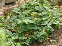 Erdbeeren1.webp
